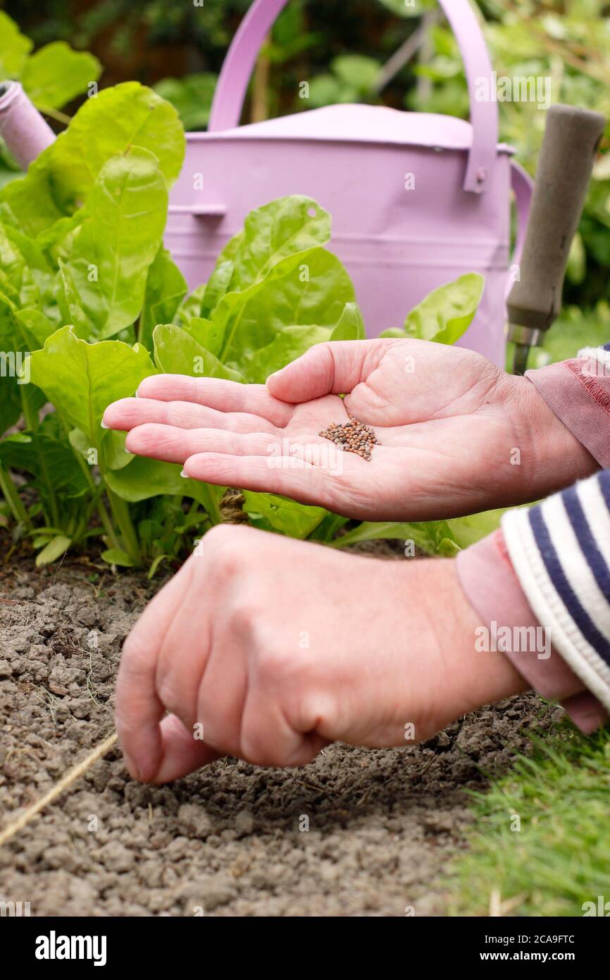 Raphanus sativus 'carlet Globe'. Semina a mano semi di ravanello in un orto. REGNO UNITO Foto Stock