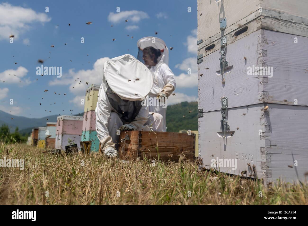 Florina, Grecia - 10 luglio 2020: Apicoltori che lavorano per raccogliere il miele in una zona di Florina, nel nord della Grecia. Apicoltura biologica Foto Stock
