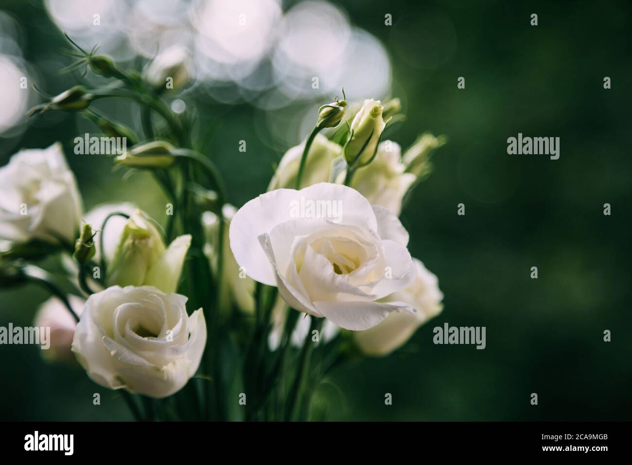 Un bouquet di rose bianche fresche su uno sfondo verde sfocato giorno di sole. Mazzo di fiori Foto Stock