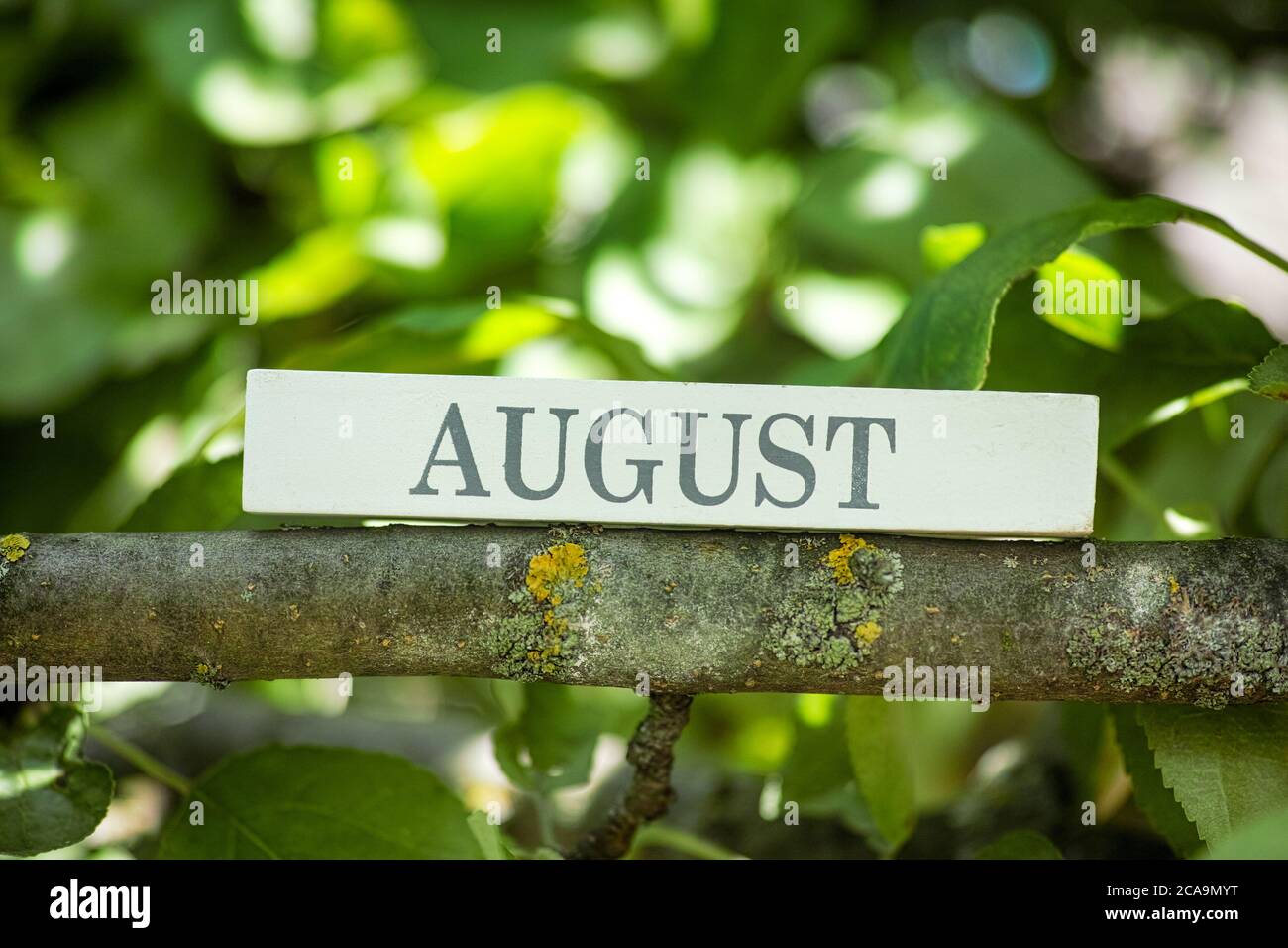 Il mese di agosto stampato su un blocco di legno che giace su un ramo di albero. Primo piano. Foto Stock