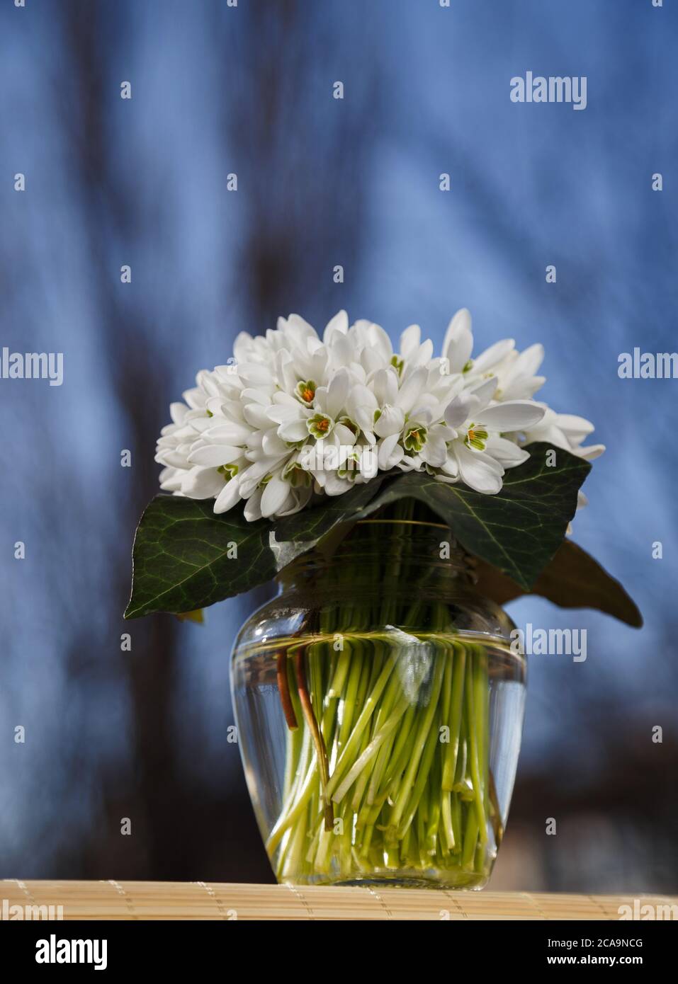 Un bouquet di piccole nevicate fresche in un vaso di vetro all'aperto con un cielo blu sullo sfondo. Mazzo di fiori. Galanthus nivalis Foto Stock