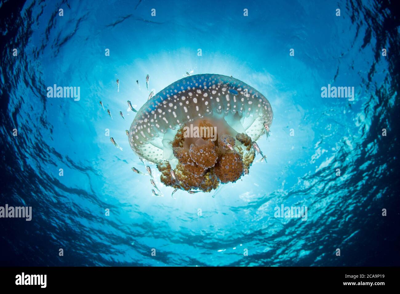 Una bella medusa si discosta attraverso acque limpide e blu in una forte corrente vicino all'isola di Alor, Indonesia. Quest'area ha un'elevata biodiversità marina. Foto Stock