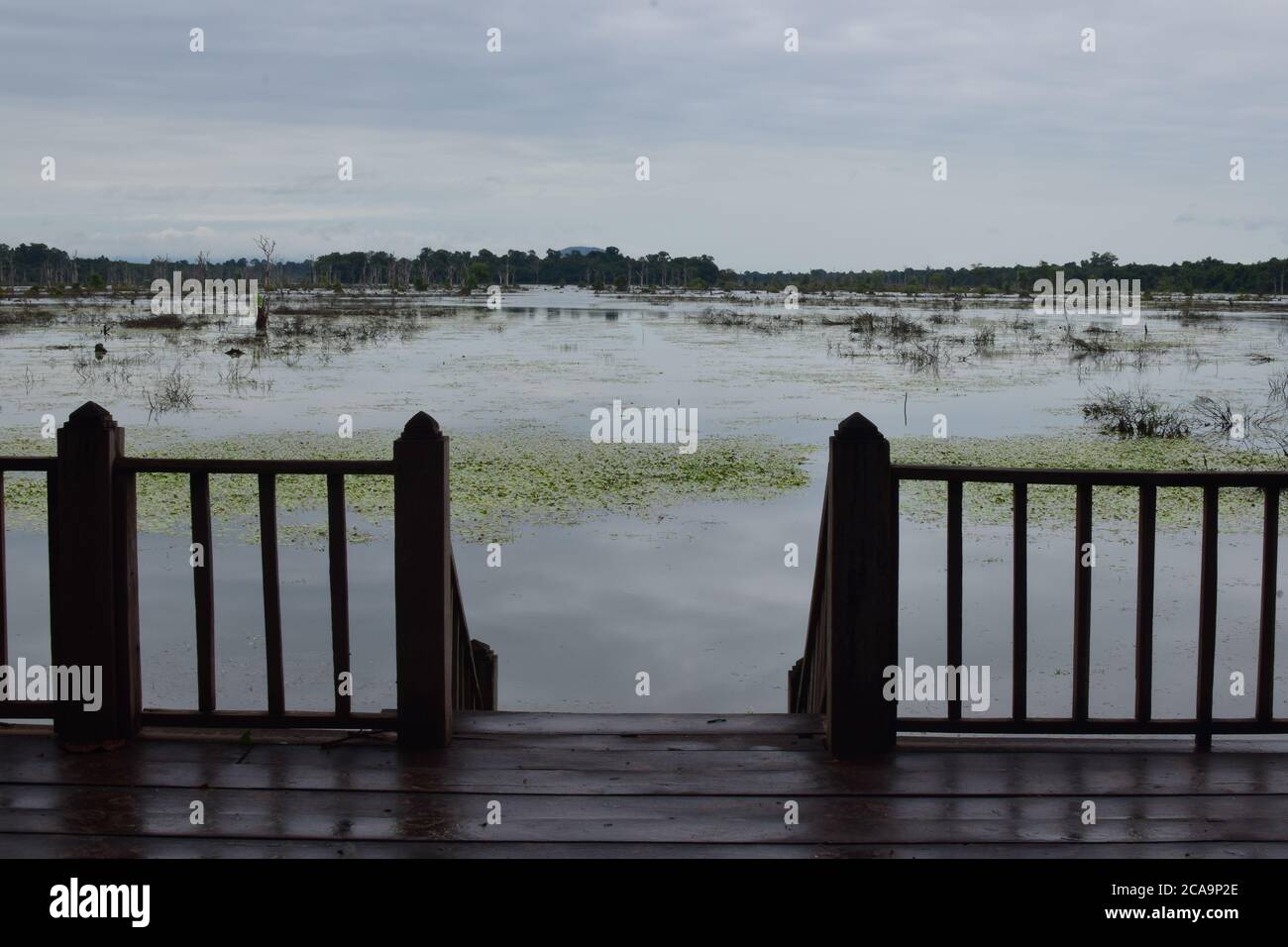 Palude in Cambogia Foto Stock