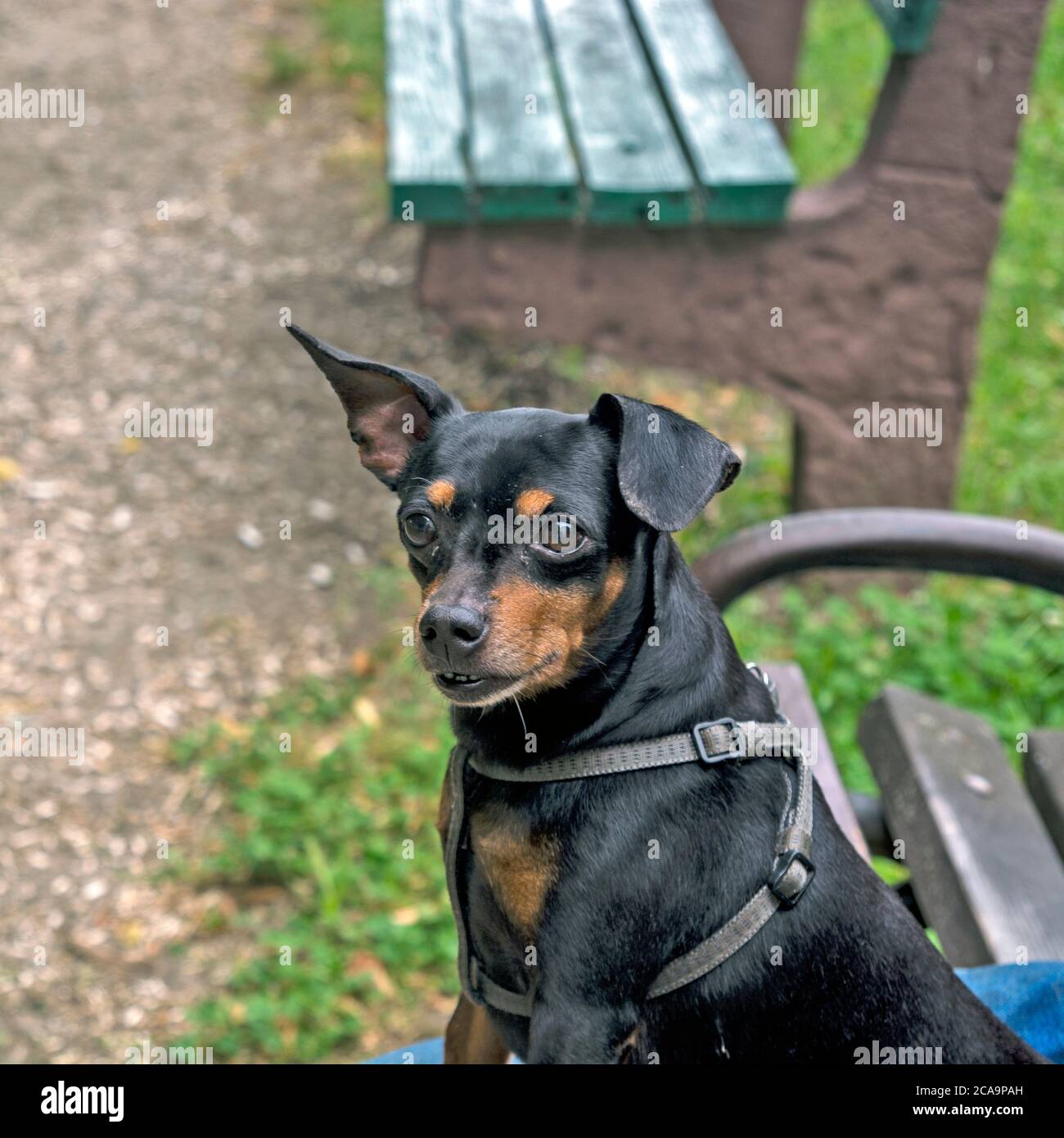 Un bel cane nero, calmo e obbediente, si siede con il suo proprietario in grembo e osserva i dintorni e le persone che passano. Foto Stock