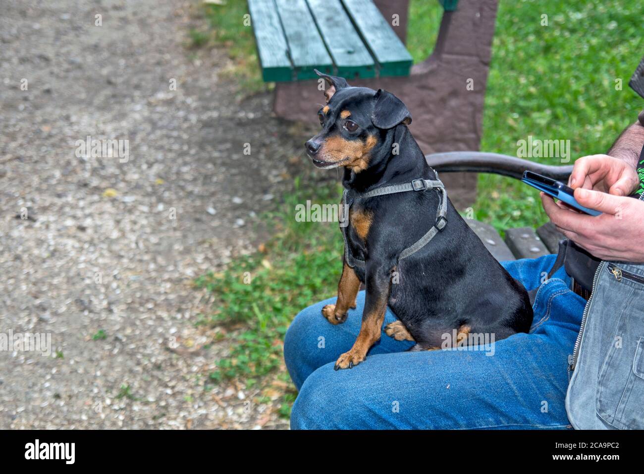 Un bel cane nero, calmo e obbediente, si siede con il suo proprietario in grembo e osserva i dintorni e le persone che passano. Foto Stock