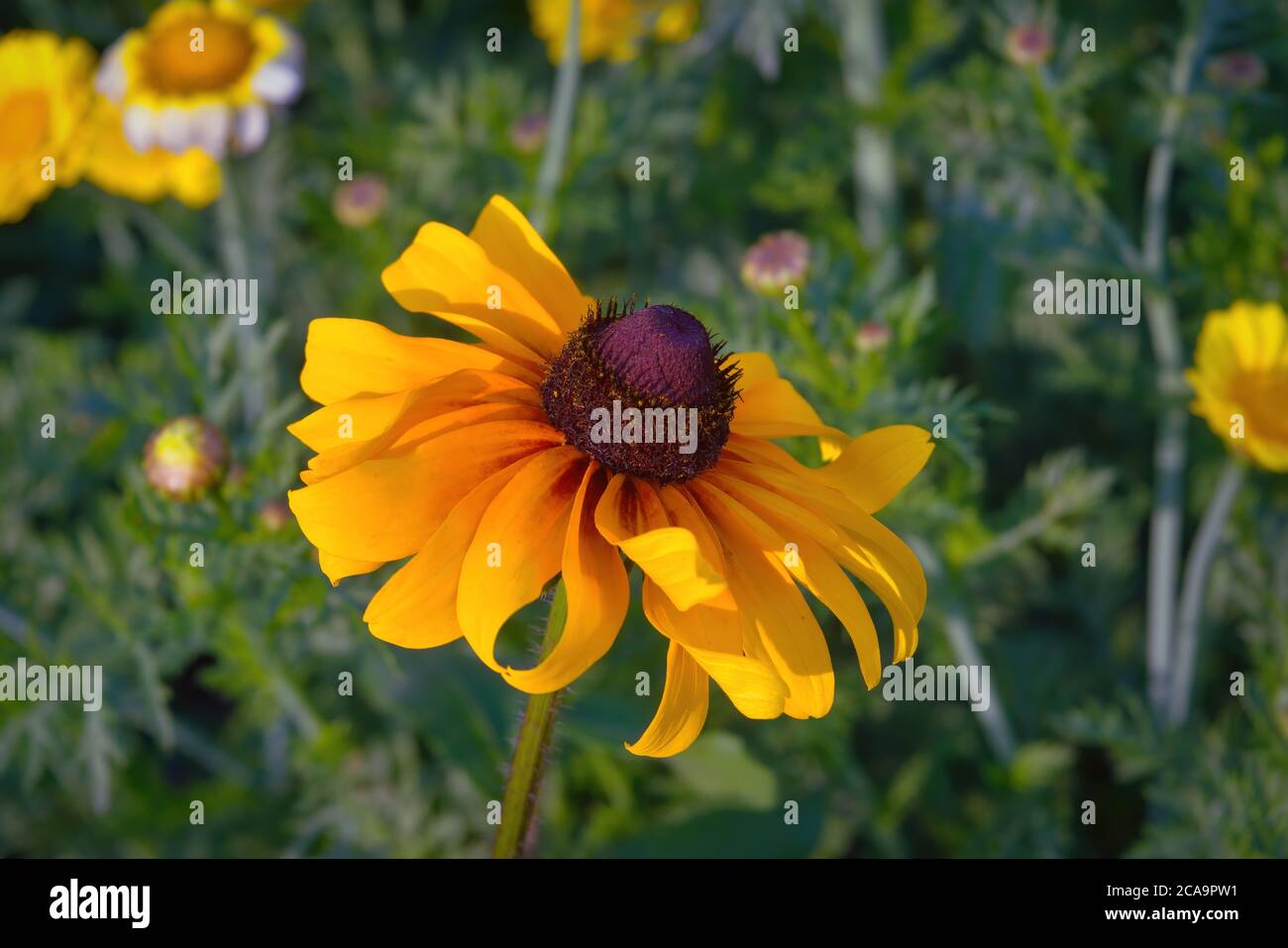 Rosso giallo Rudbeckia fiore in natura. Fiore rudbeckia giallo in giardino da vicino. Foto Stock