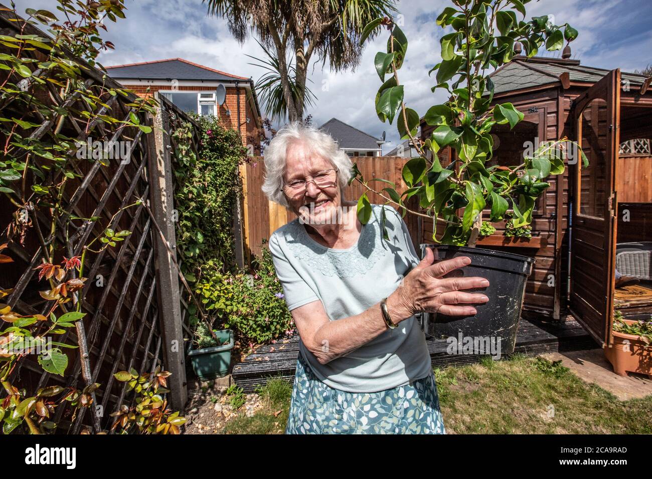 Donna anziana nei suoi anni '80 che svolge attività di giardinaggio nel suo giardino residenziale posteriore, Inghilterra, Regno Unito Foto Stock