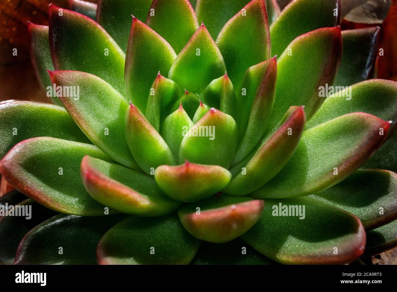Sempervivum pianta Foto Stock