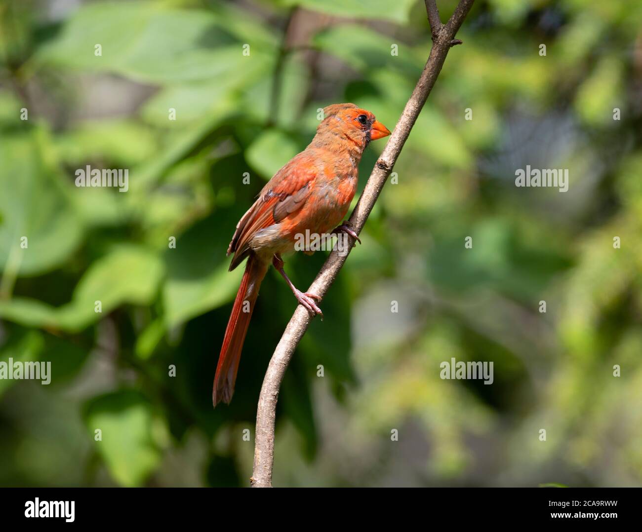 Un cardinale maschile (Cardinalidae) in un albero a Capo Cod, USA Foto Stock