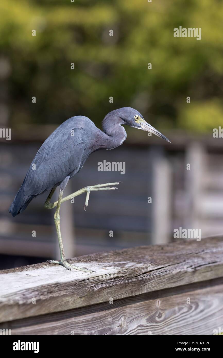 Focus selezionato sulla prancing Little Blue Heron al Green Cay Nature Preserve a Boynton Beach, Florida. Foto Stock