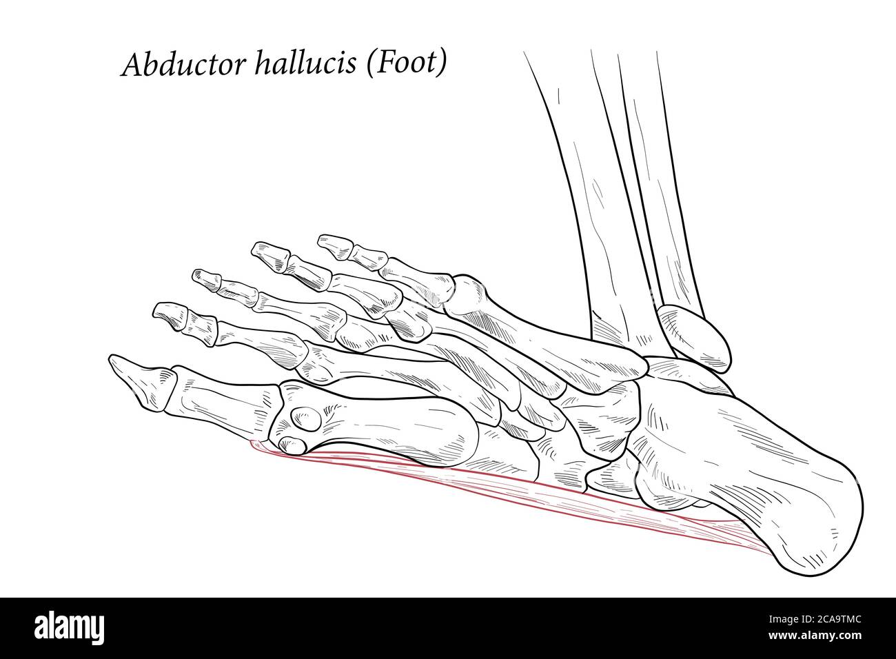 Abdattore allucis piede muscolare. Illustrazione Vettoriale