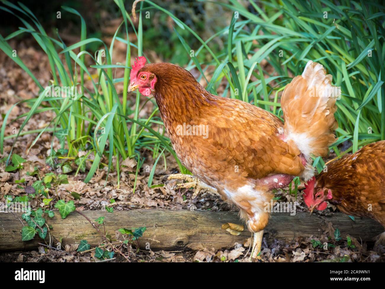 pollo in giardino durante l'estate Foto Stock