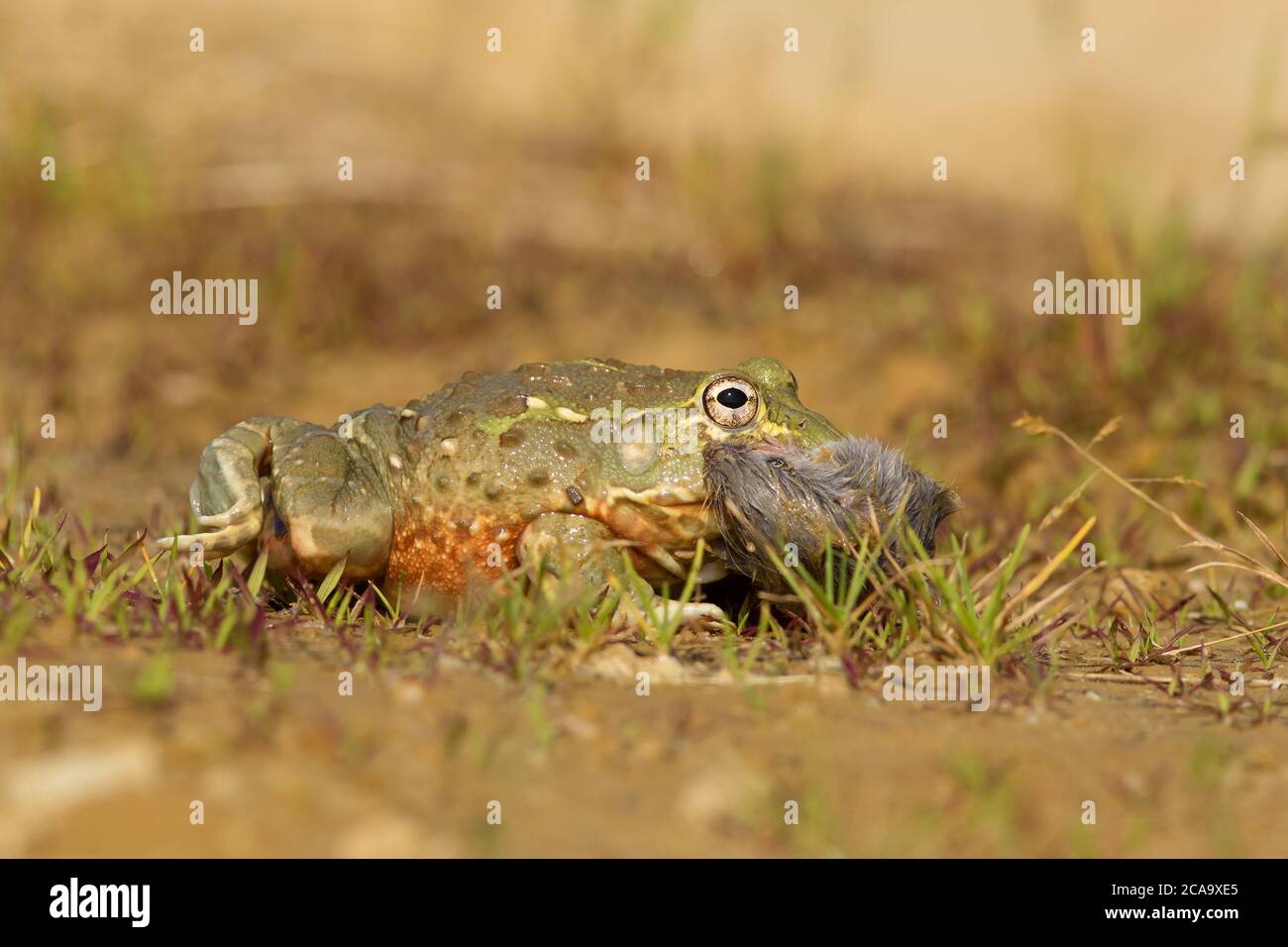 Il rospo africano (Pyxicephalus adspersus) è una specie di rana della famiglia Pyxicephalidae. È anche conosciuto come la rana di pixie dovuto il relativo scientifico Foto Stock