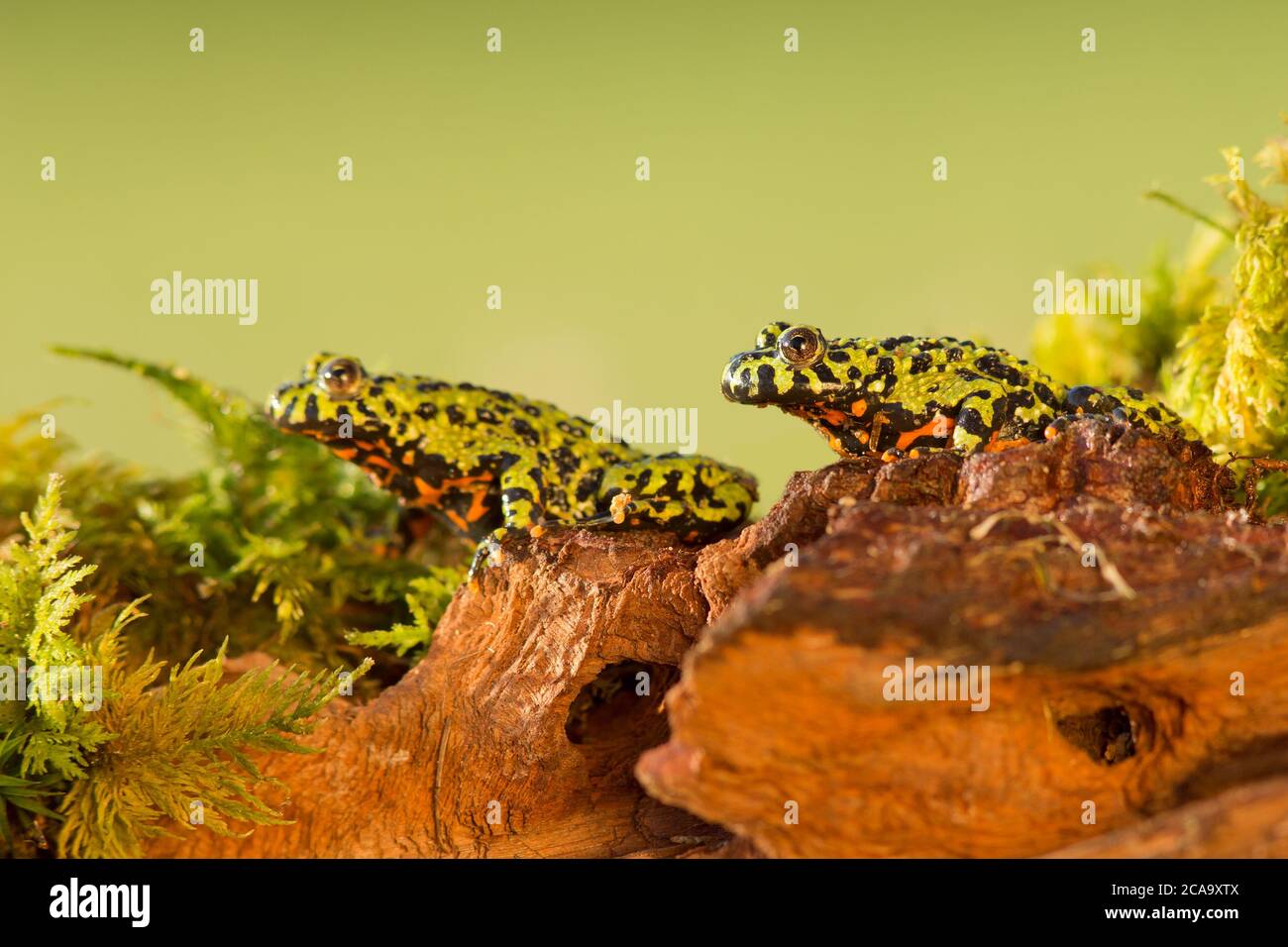 Il rospo orientale (Bombina orientalis) è una piccola rana semiacquatica (4 cm, 2') che si trova in Corea, nella Cina nordorientale e in Russia Foto Stock