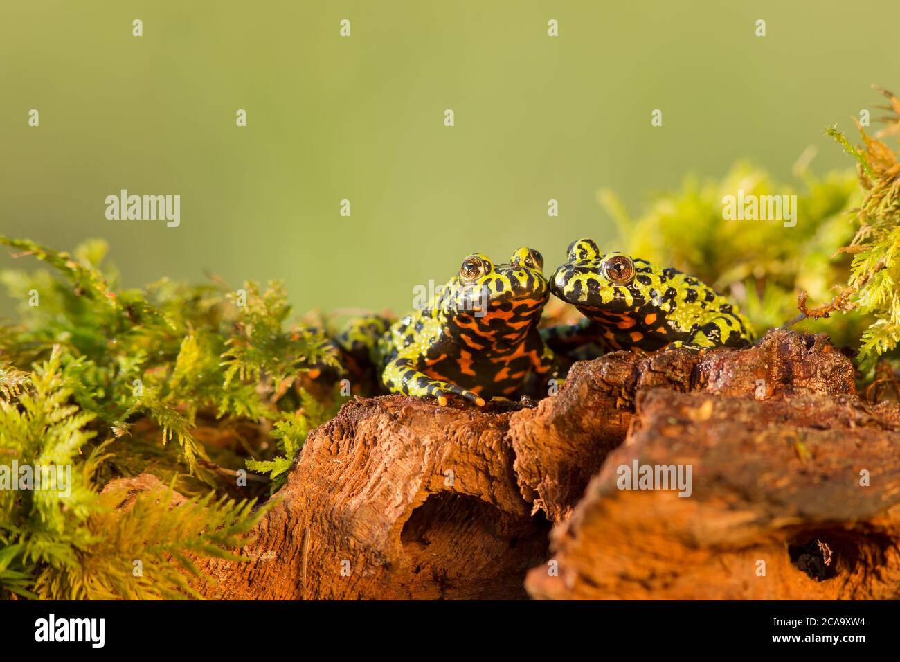 Il rospo orientale (Bombina orientalis) è una piccola rana semiacquatica (4 cm, 2') che si trova in Corea, nella Cina nordorientale e in Russia Foto Stock