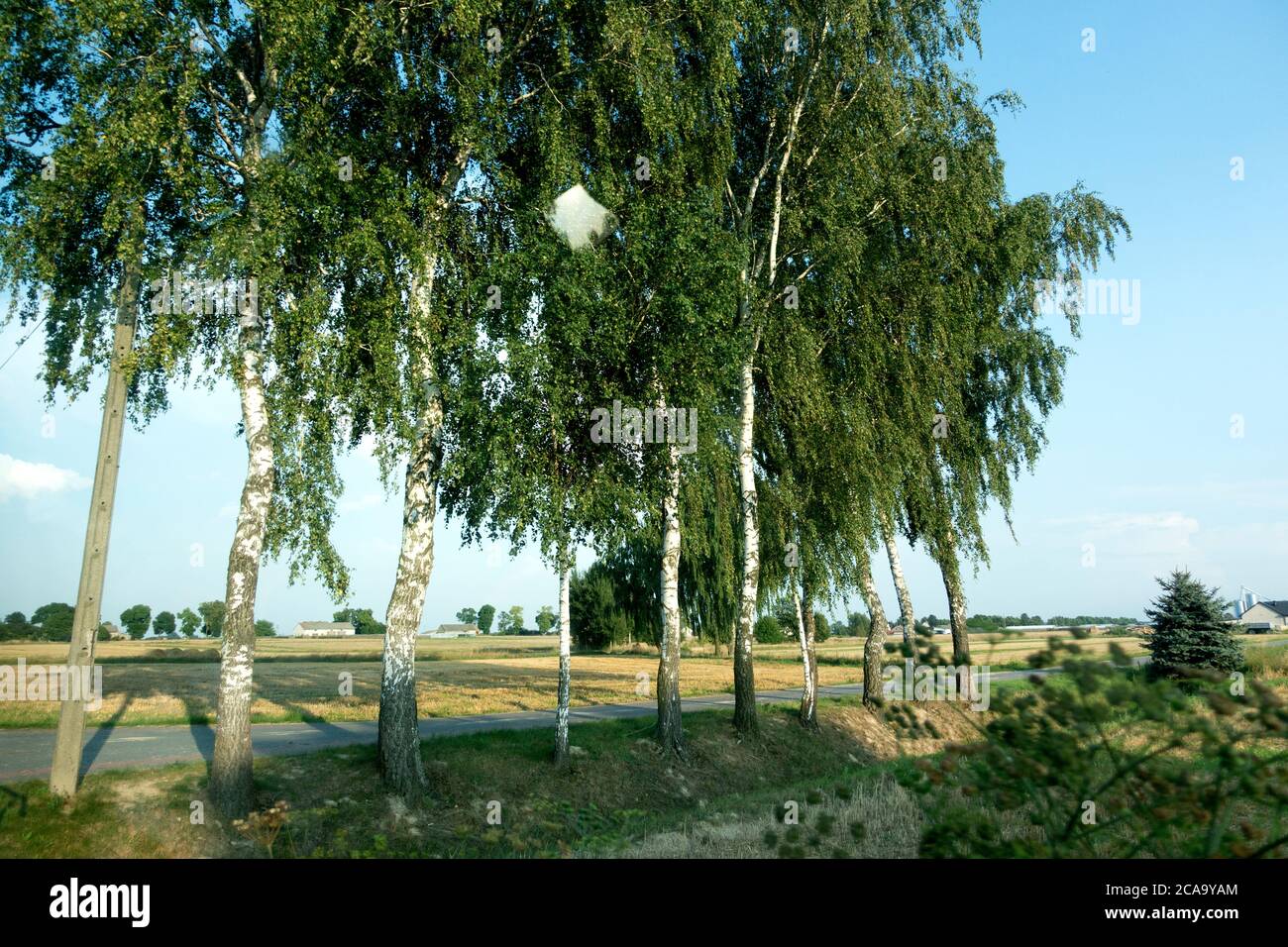 Fila di alberi di pioppo che costeggiano l'autostrada. Zawady Gmina Rzeczyca Polonia Foto Stock