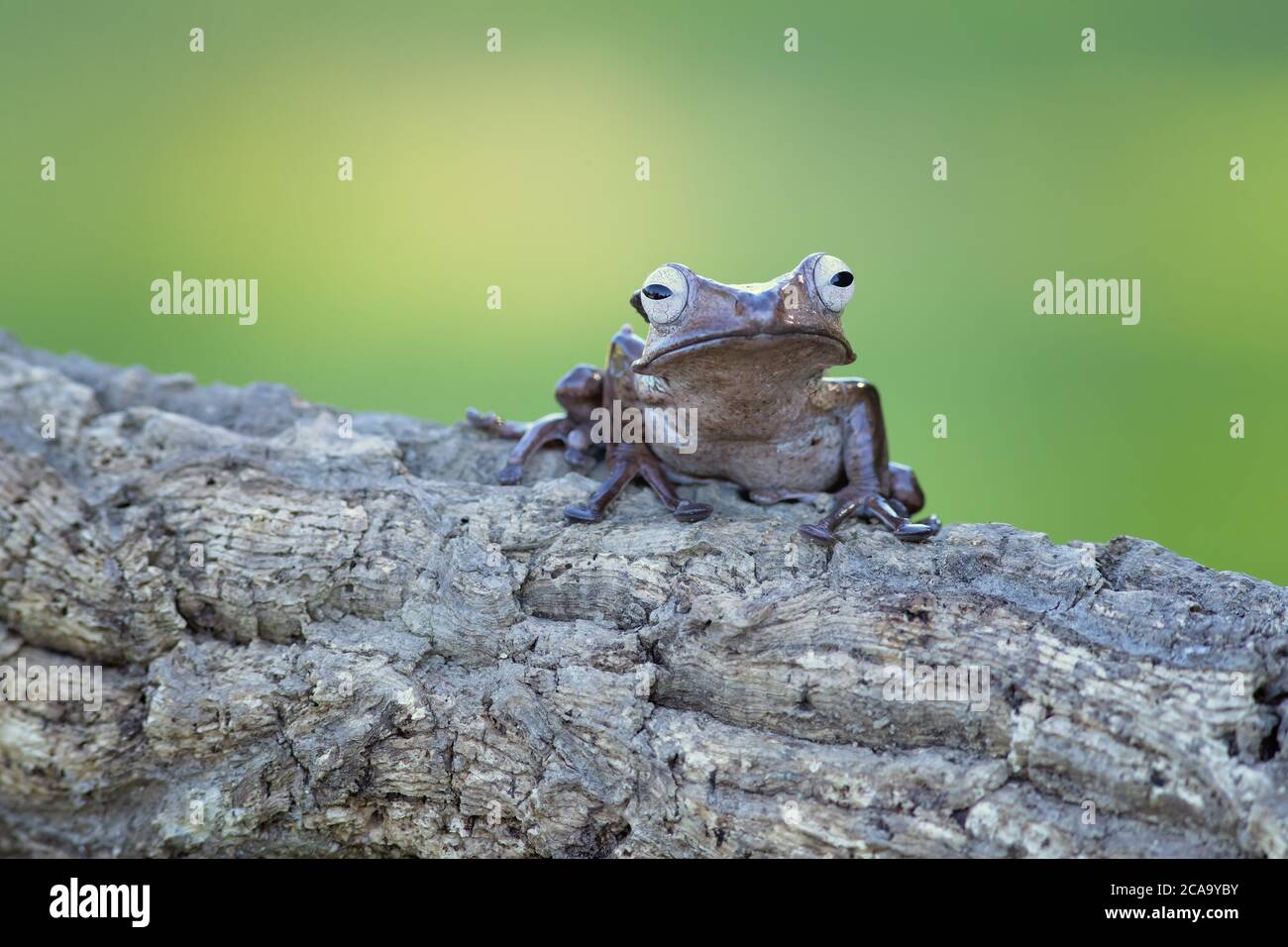 L'otilofo Polipedati (noto anche come rana arata, rana orneata, o rana volante con testa ossea) è una rana endemica Foto Stock