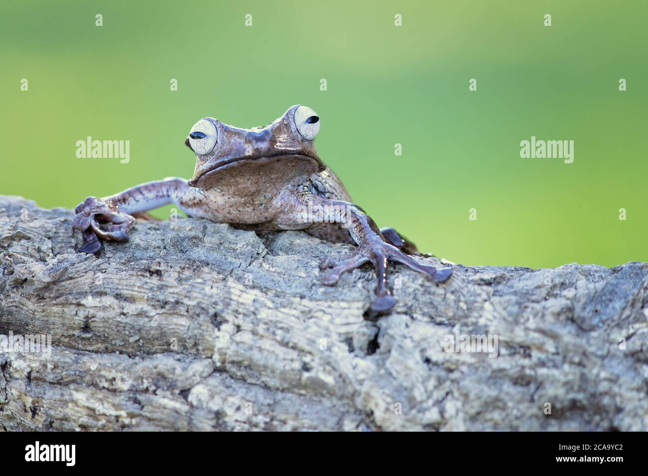 L'otilofo Polipedati (noto anche come rana arata, rana orneata, o rana volante con testa ossea) è una rana endemica Foto Stock