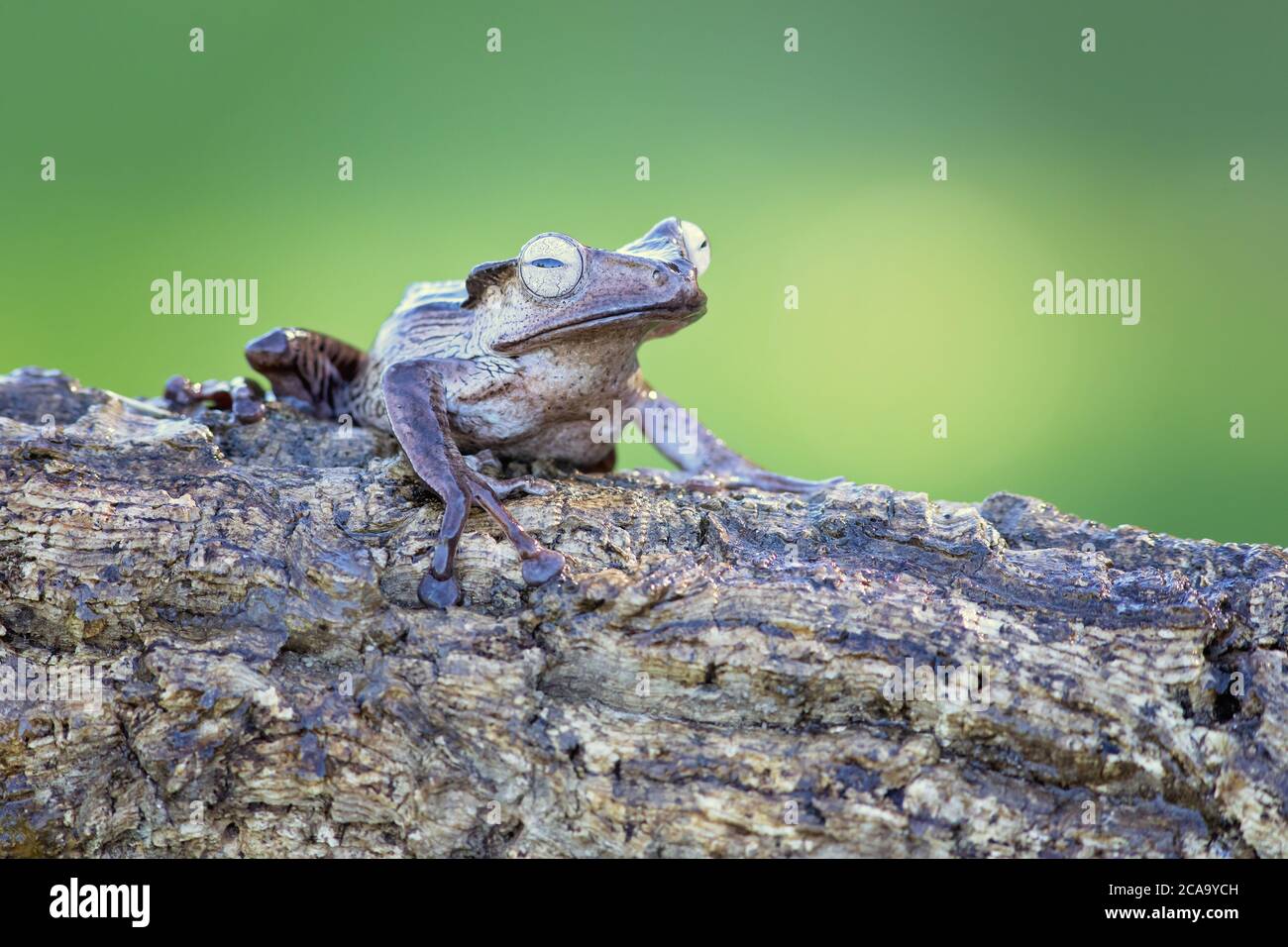 L'otilofo Polipedati (noto anche come rana arata, rana orneata, o rana volante con testa ossea) è una rana endemica Foto Stock