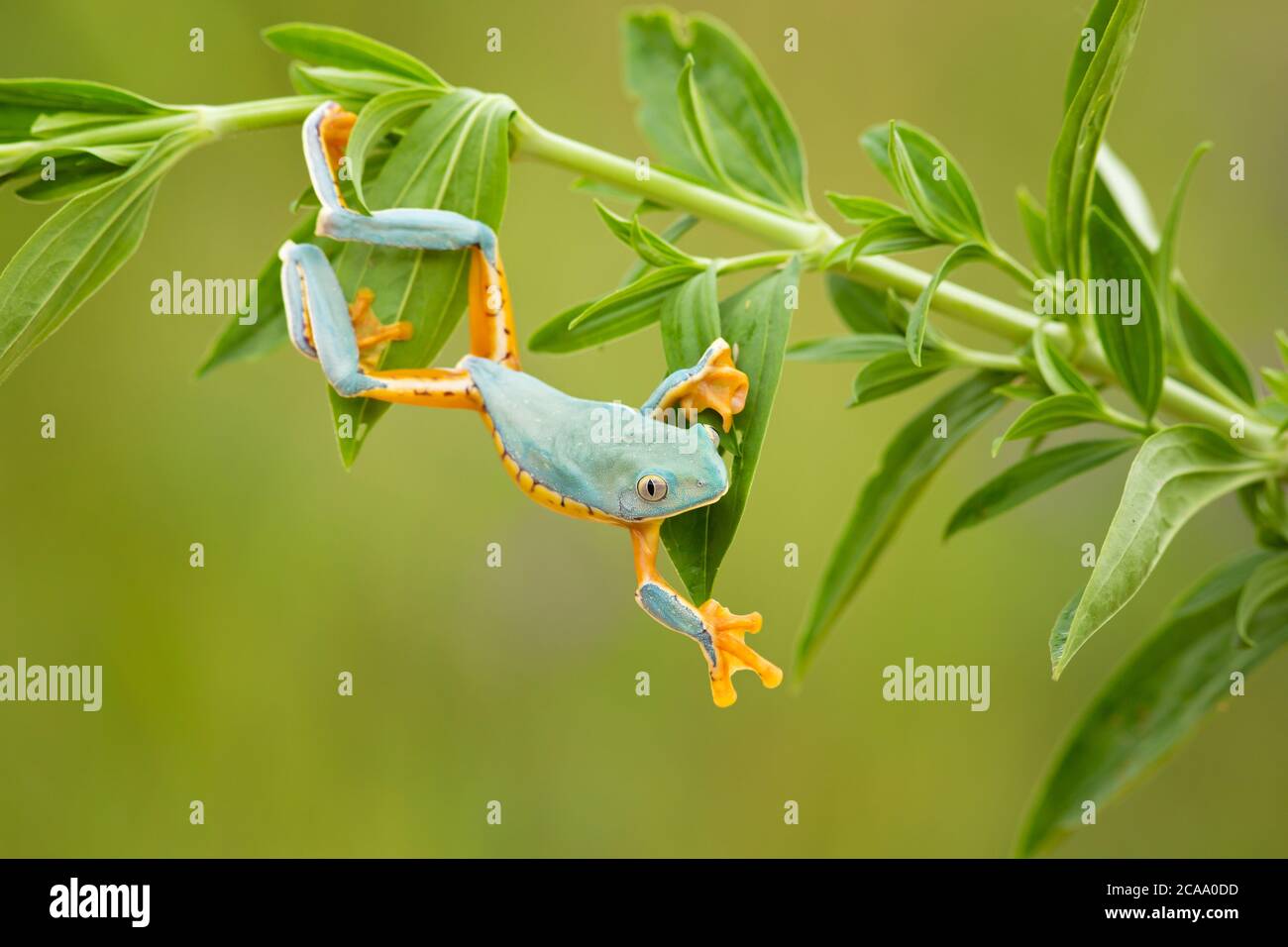 Cruziohyla calcarifer, la splendida rana di foglie o splendida rana, è una rana di alberi della famiglia Phyllomedusidae descritta nel 1902 da George Albert Bo Foto Stock