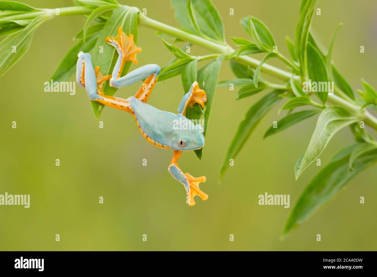 Cruziohyla calcarifer, la splendida rana di foglie o splendida rana, è una rana di alberi della famiglia Phyllomedusidae descritta nel 1902 da George Albert Bo Foto Stock