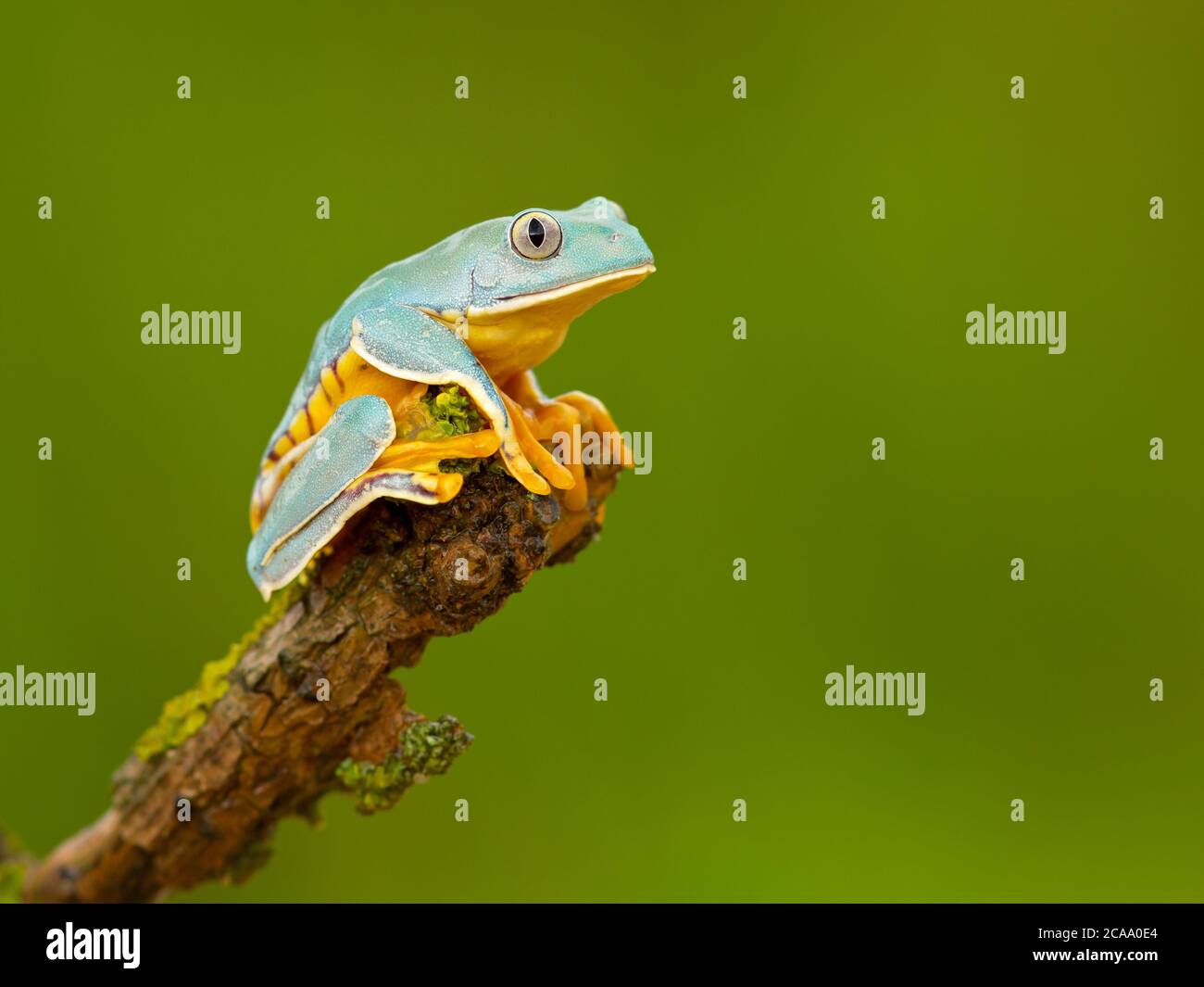 Cruziohyla calcarifer, la splendida rana di foglie o splendida rana, è una rana di alberi della famiglia Phyllomedusidae descritta nel 1902 da George Albert Bo Foto Stock