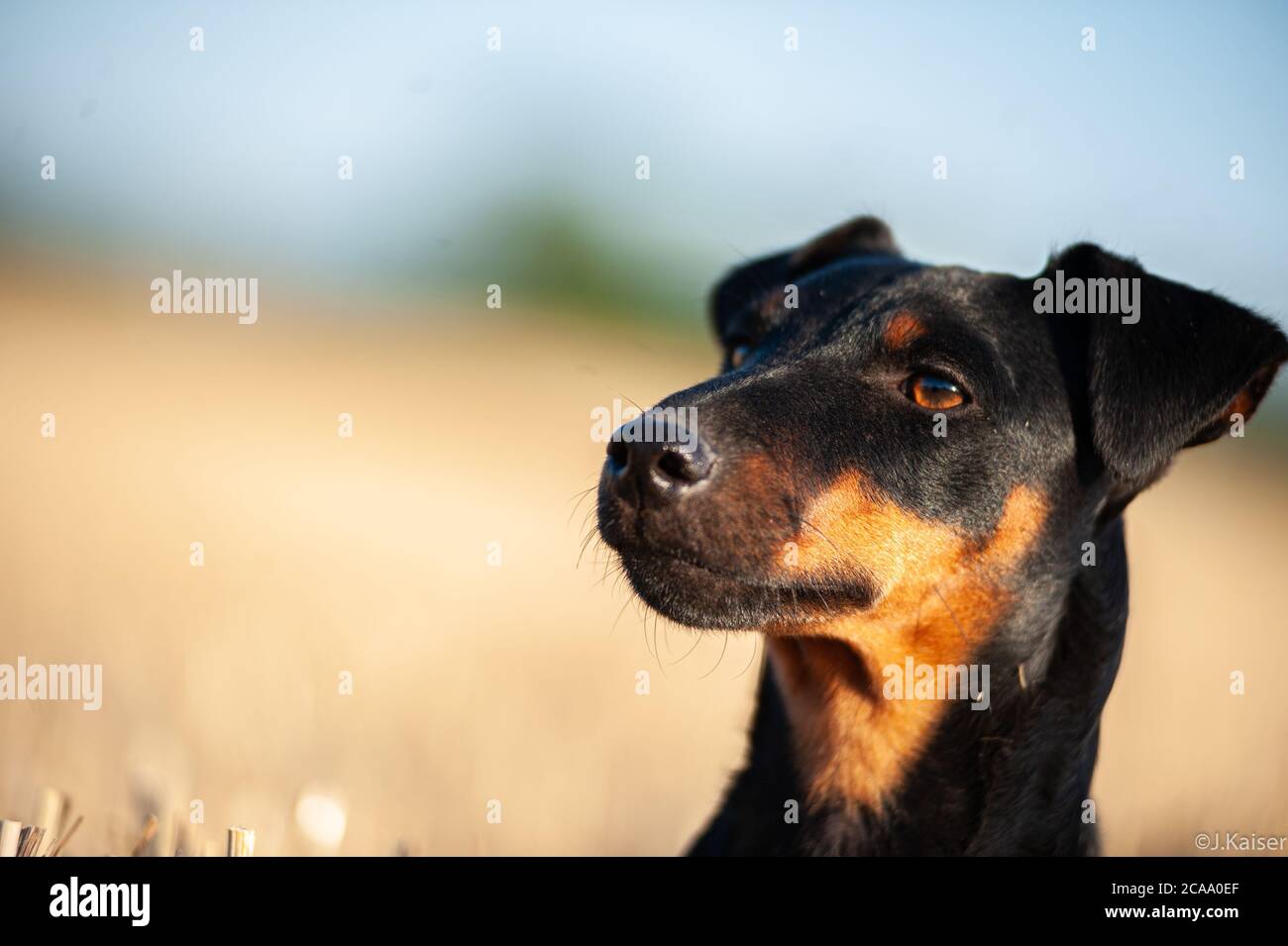 Deutscher Jagdterrier Foto Stock