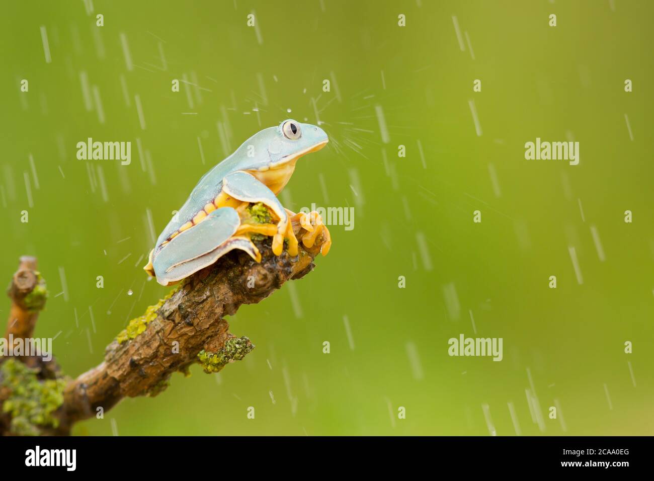 Cruziohyla calcarifer, la splendida rana di foglie o splendida rana, è una rana di alberi della famiglia Phyllomedusidae descritta nel 1902 da George Albert Bo Foto Stock