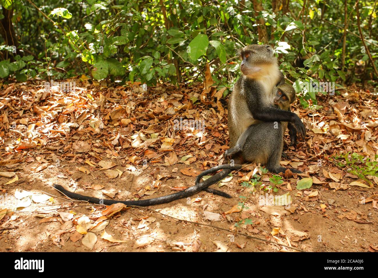 La scimmia Samango di Baby Sykes (Cercopithecus albogularis) si tiene sulla madre in piedi a terra. Gede, regione di Watamu, Kenya Foto Stock