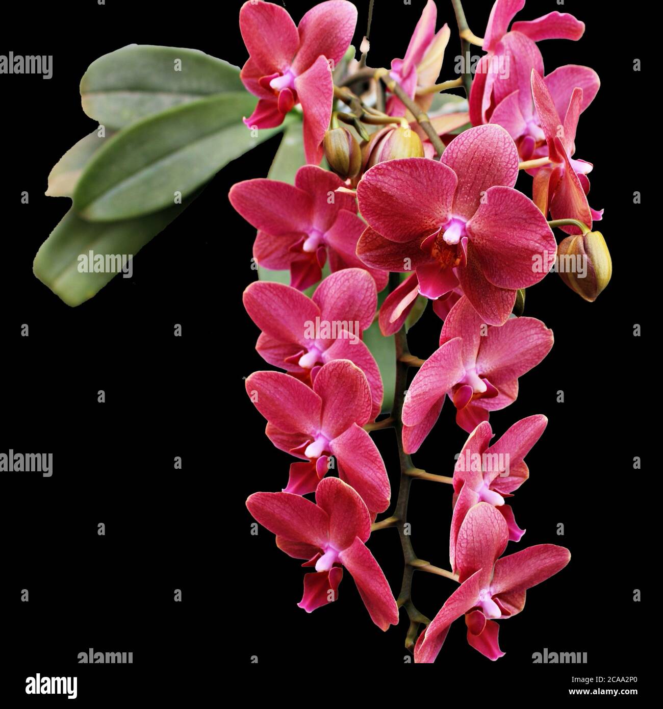 Phalaenopsis Blume Pink Foto Stock
