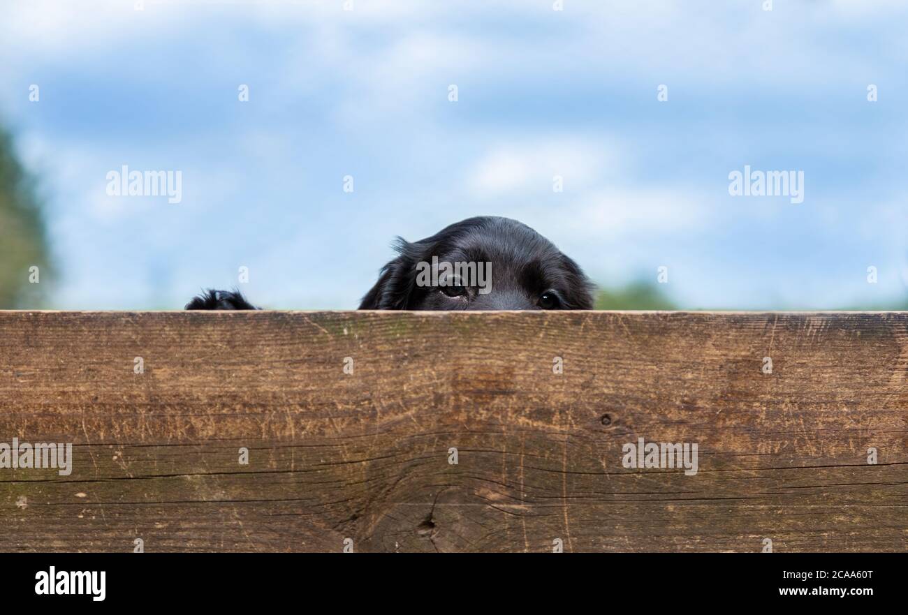 Carino cane cucciolo nero che guarda su una recinzione di legno fuori in estate Foto Stock