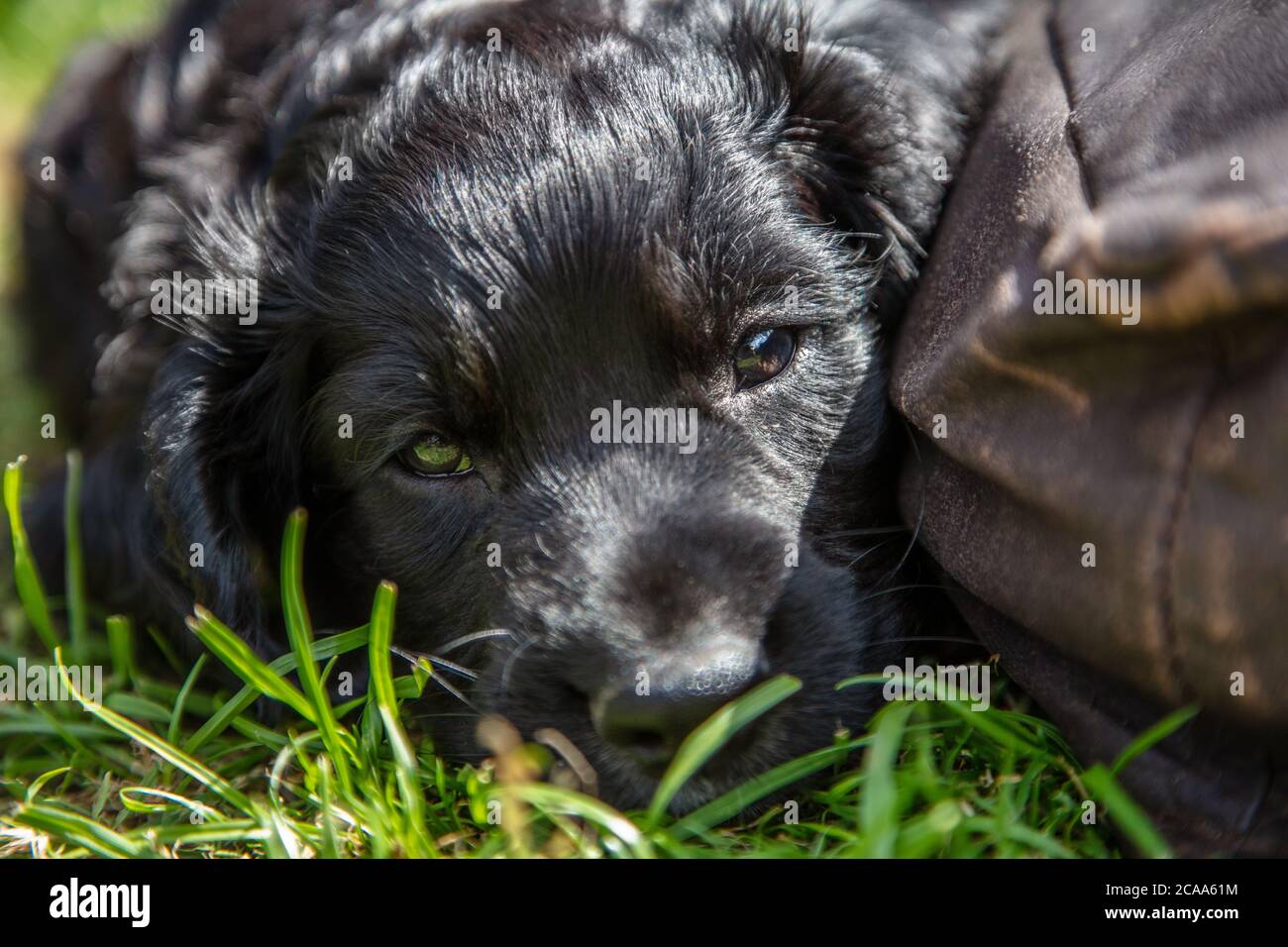 Carino cane cucciolo nero che dorme al sole sull'erba accanto a un cuscino Foto Stock