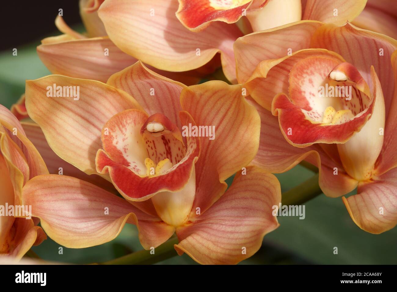 Orchidea ibrida (Cymbidium) Foto Stock