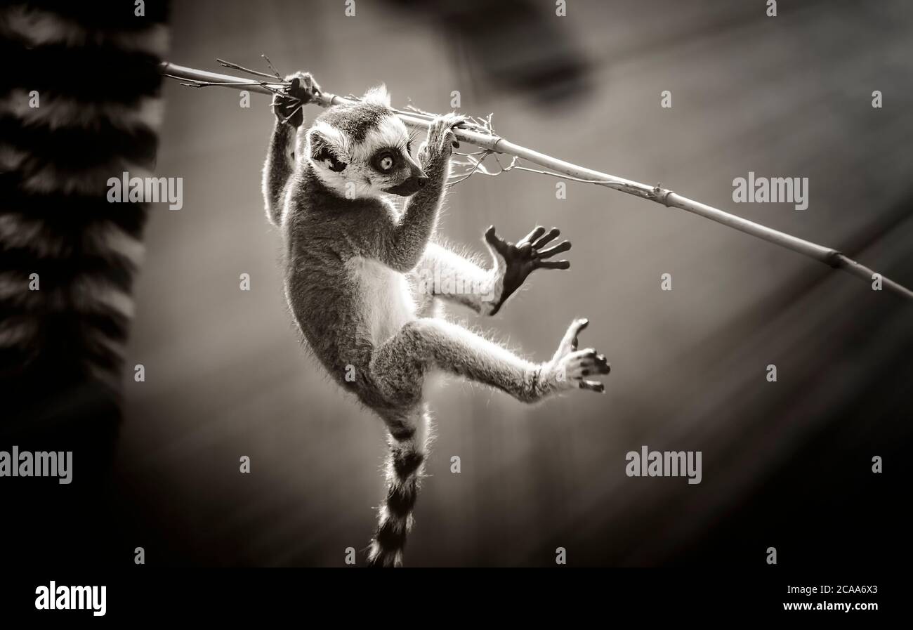 Il lemure varecia variegata in bianco e nero con volant è una specie in pericolo di limur con volant, di giovane lemuri che gioca, in bianco e nero, la foto migliore. Foto Stock