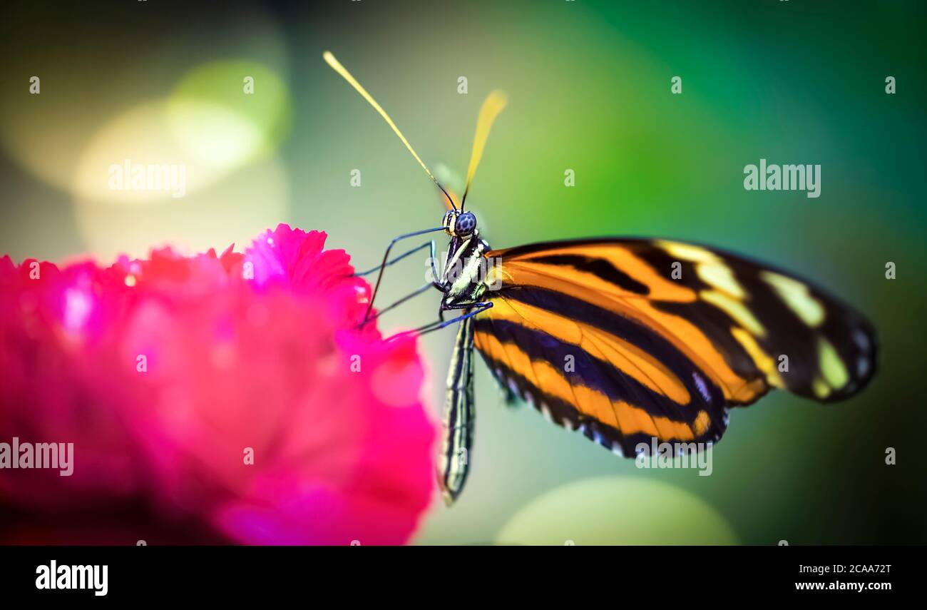 Farfalla, splendida farfalla seduta su una foglia, riposo, bei colori, creatura elegante e delicata, la foto migliore. Foto Stock