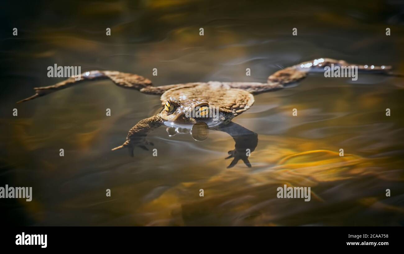 Macro Ritratto di comune Iberico toad Bufo spinosus o Bufo bufo sull'acqua sia maschile che femminile allevamento amplexus. Innocuo, endemico e in pericolo Foto Stock