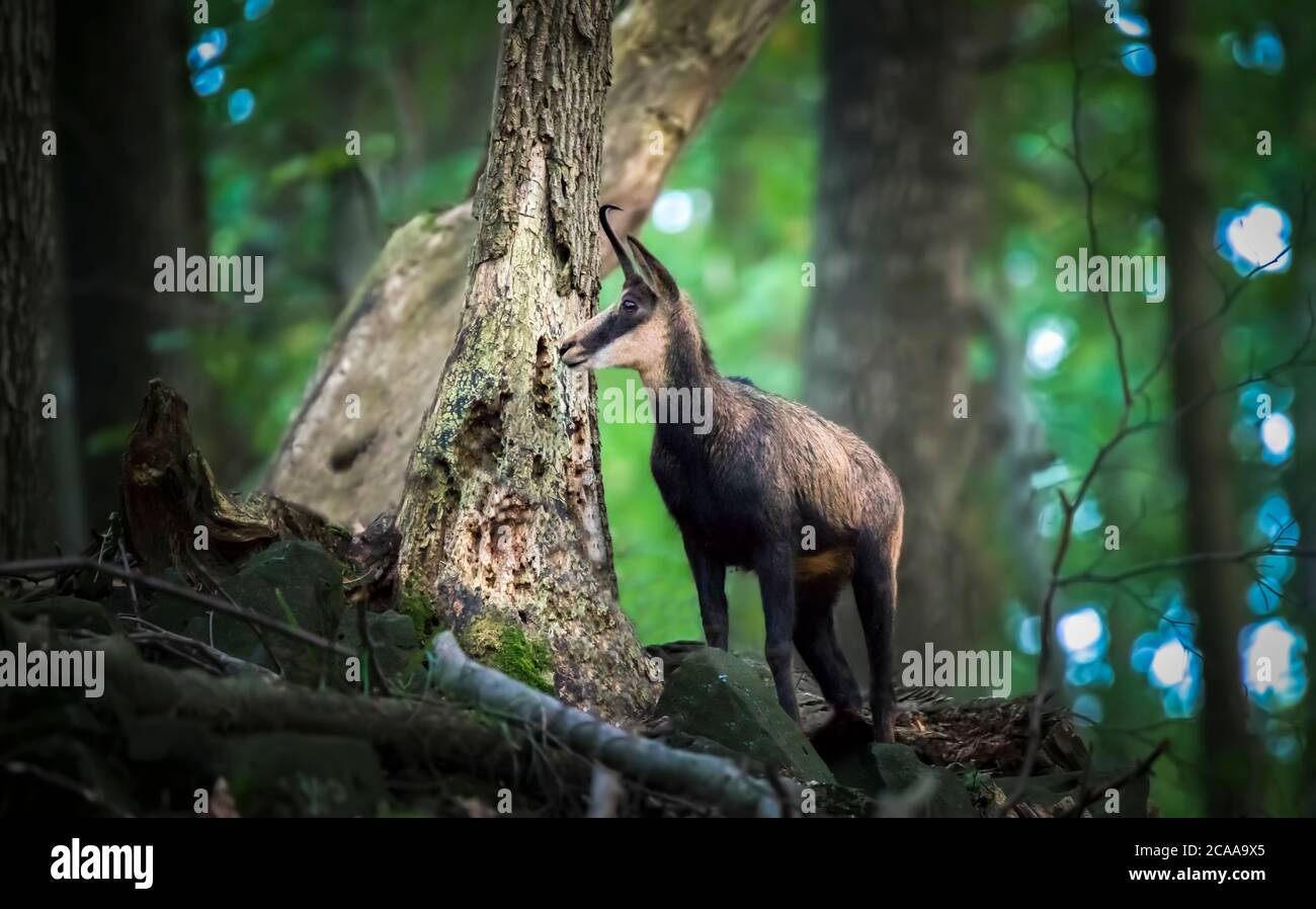 Camoscio, Rupicapra rupicapra, nella foresta. Studenec Hill, Repubblica Ceca, animale da Alp. Scena faunistica con animale, camoscio, animale di pietra. Il essere Foto Stock