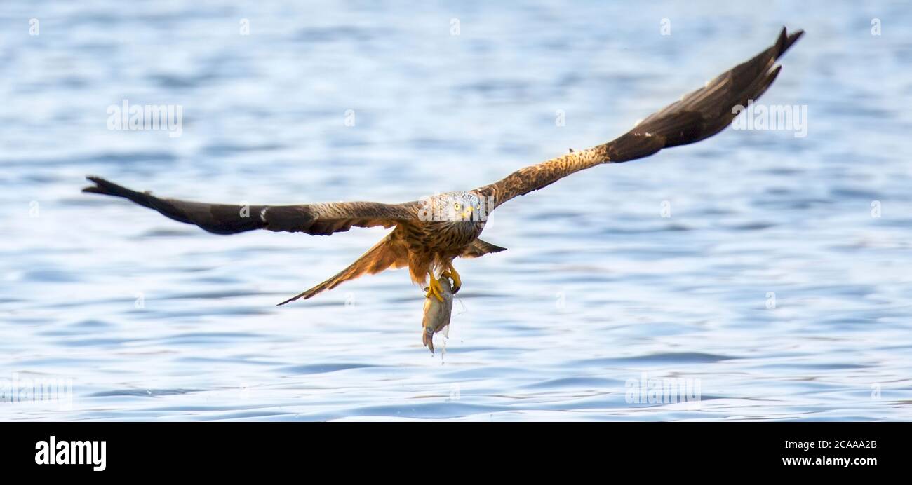Un Red Kite Milvus Milvus uccello che vola via con un grande pesce appena catturato dal mare Red Kite, la foto migliore. Foto Stock