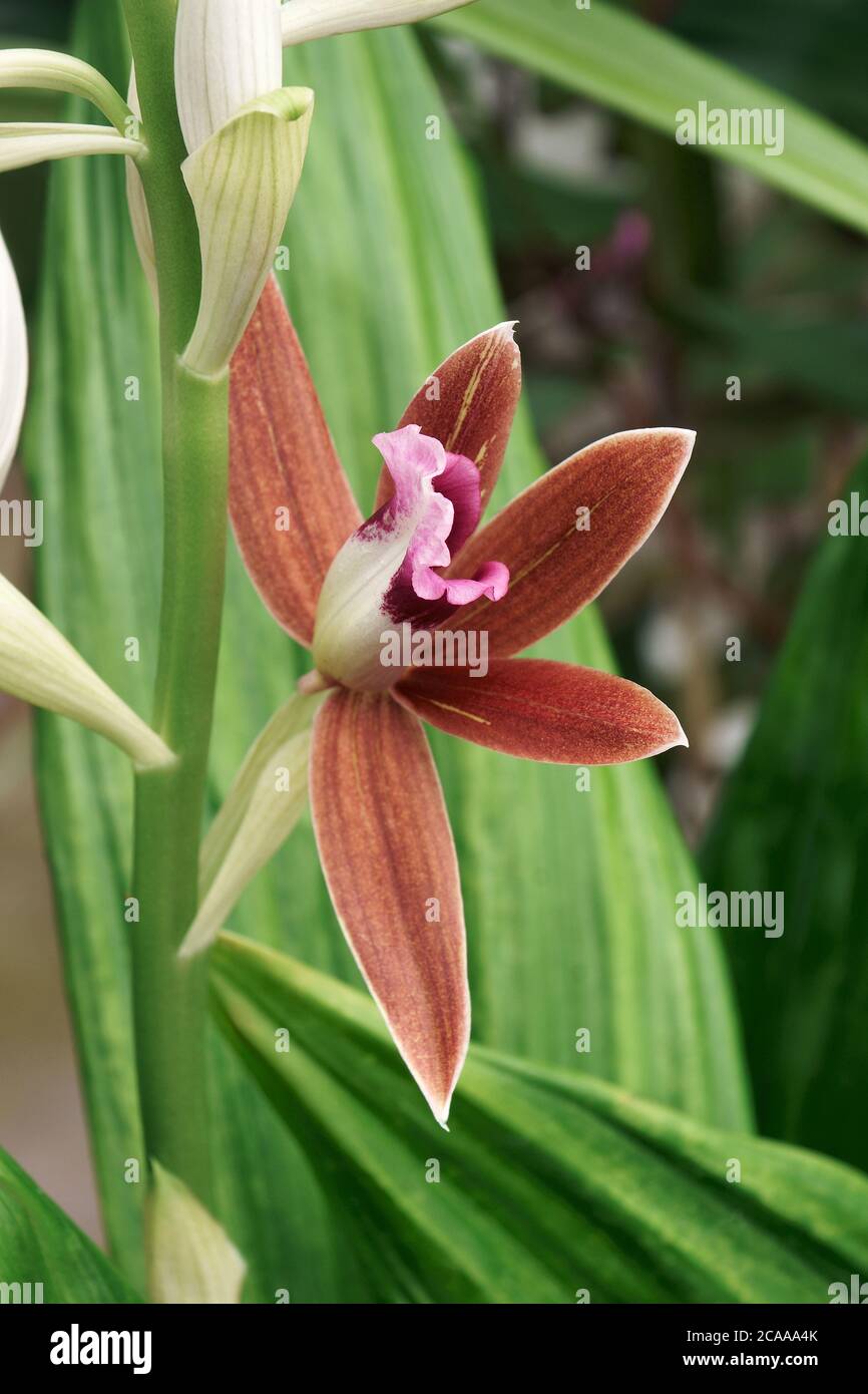 Grande palude-orchidea (Phaius tankervilleae). Chiamata giglio della palude, orchidea della palude, orchidea del cappuccio di Nun, orchidea velata, orchidea della palude di Lady Tankerville anche Foto Stock