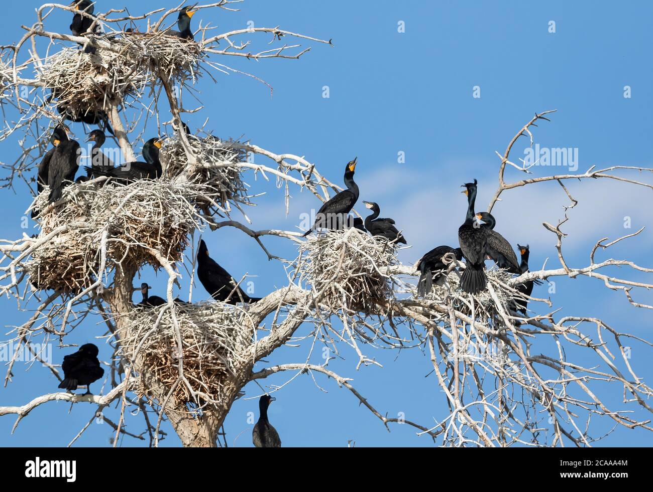 Una colonia di cormorani a doppia cresta in un albero morto alto, con numerosi nidi stratificati che ospitano adulti e giovani giovani contro un cielo blu. Foto Stock