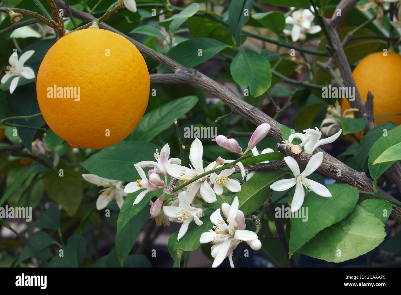 Meyer limone (Citrus x meyeri). Ibrido tra Citrus medica e Citrus reticulata Foto Stock