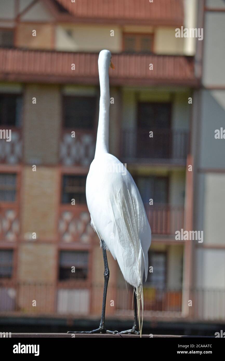 airone bianco sul balcone Foto Stock