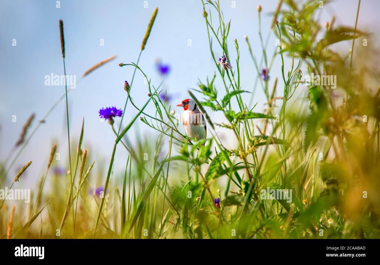 Goldfinch Carduelis carduelis che si nutra al teasel Dipsacus fullonum. Colourful uccello maschio nella famiglia di fringillidae che si nutrice sui semi mentre perche Foto Stock