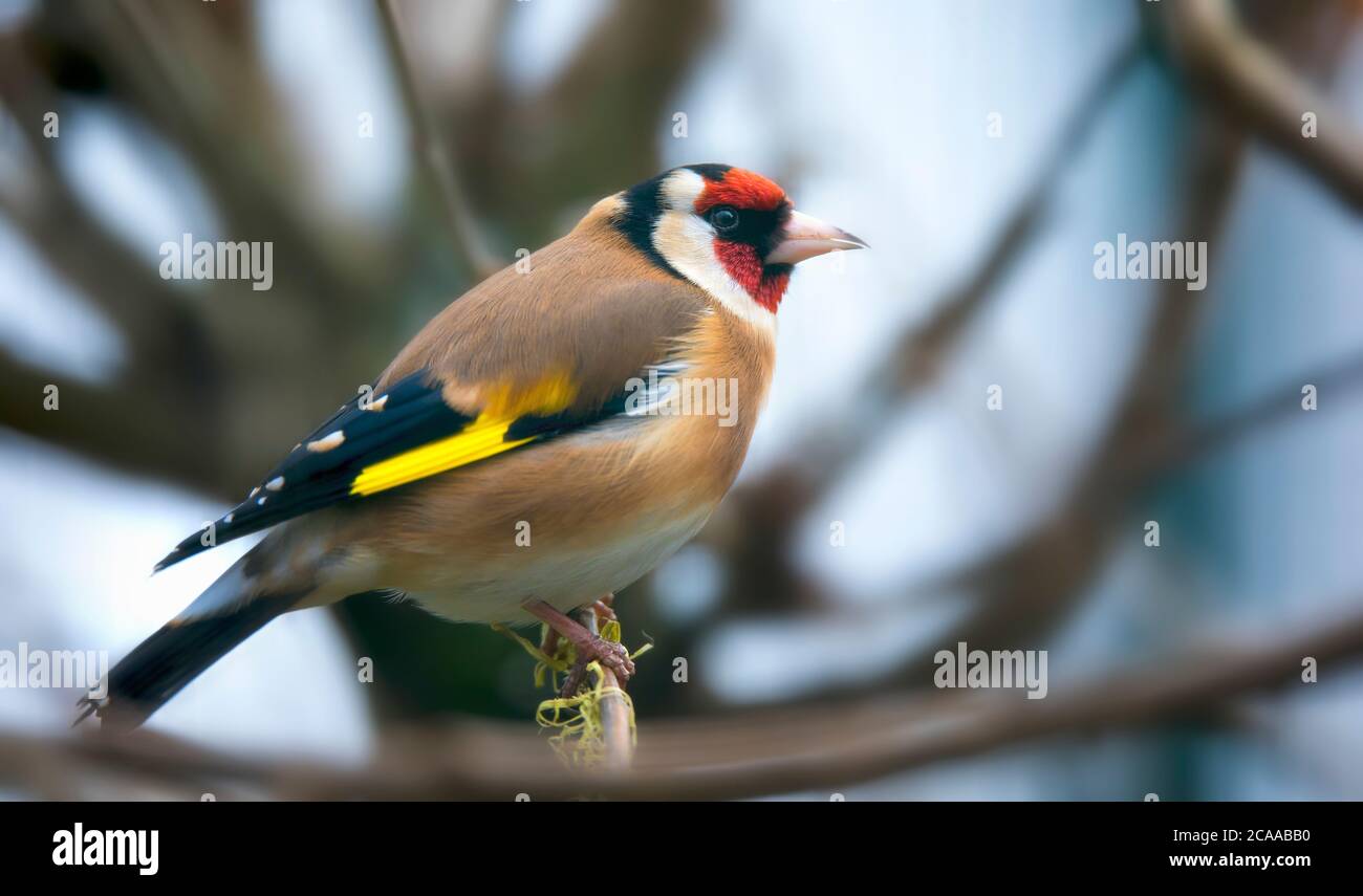 Goldfinch Carduelis carduelis che si nutra al teasel Dipsacus fullonum. Colourful uccello maschio nella famiglia di fringillidae che si nutrice sui semi mentre perche Foto Stock