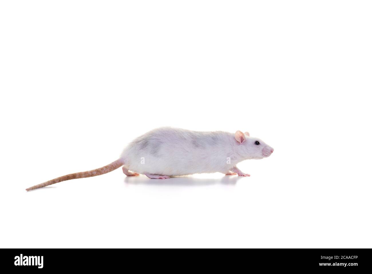 Un ratto domestico bianco grazioso su uno sfondo bianco visto dal lato dal naso alla coda Foto Stock