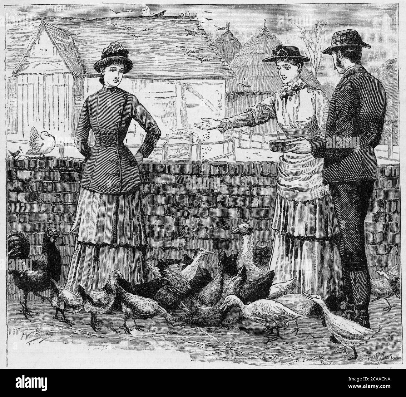 Incisione di una giovane donna che alimenta le anatre in un ambiente rual intorno al 19 ° secolo Foto Stock