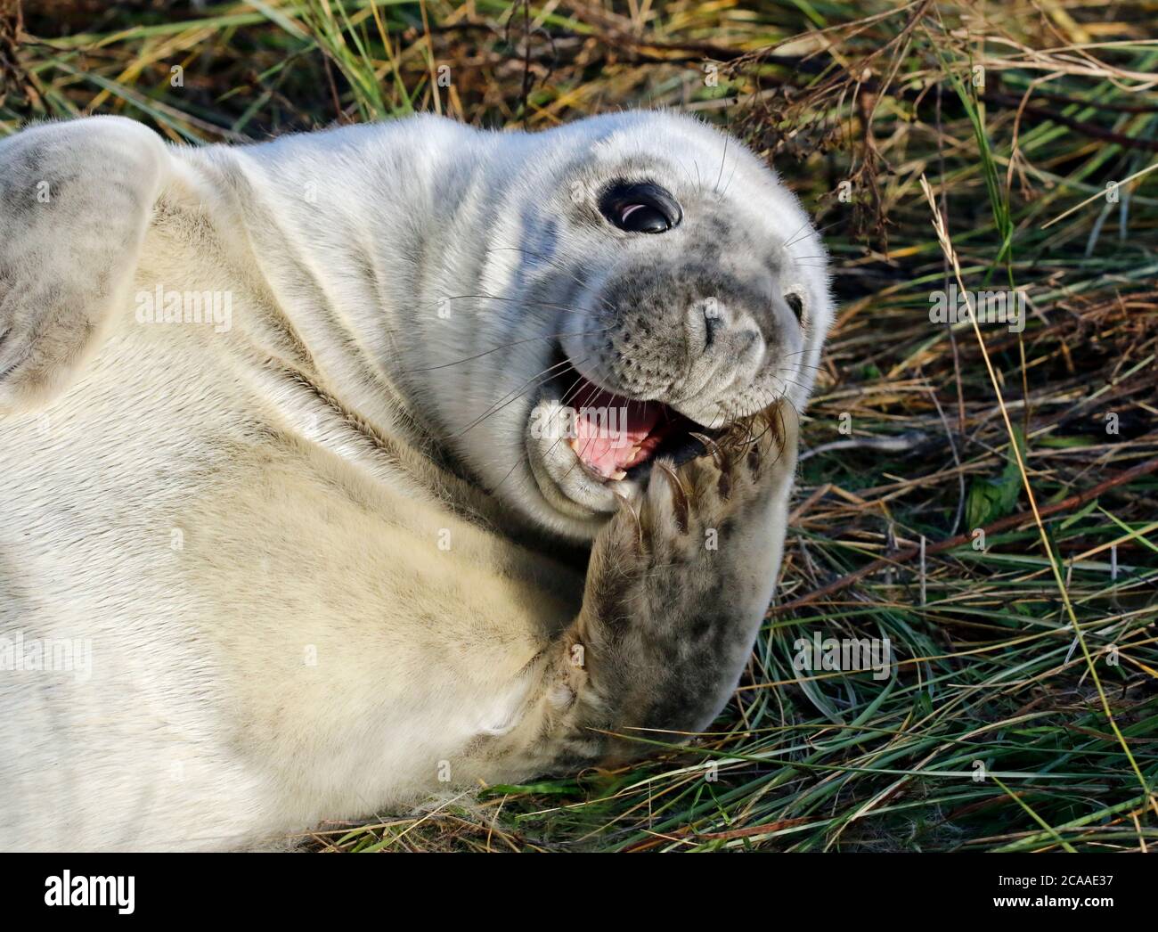 Guarnizioni grigie sulla riva Foto Stock