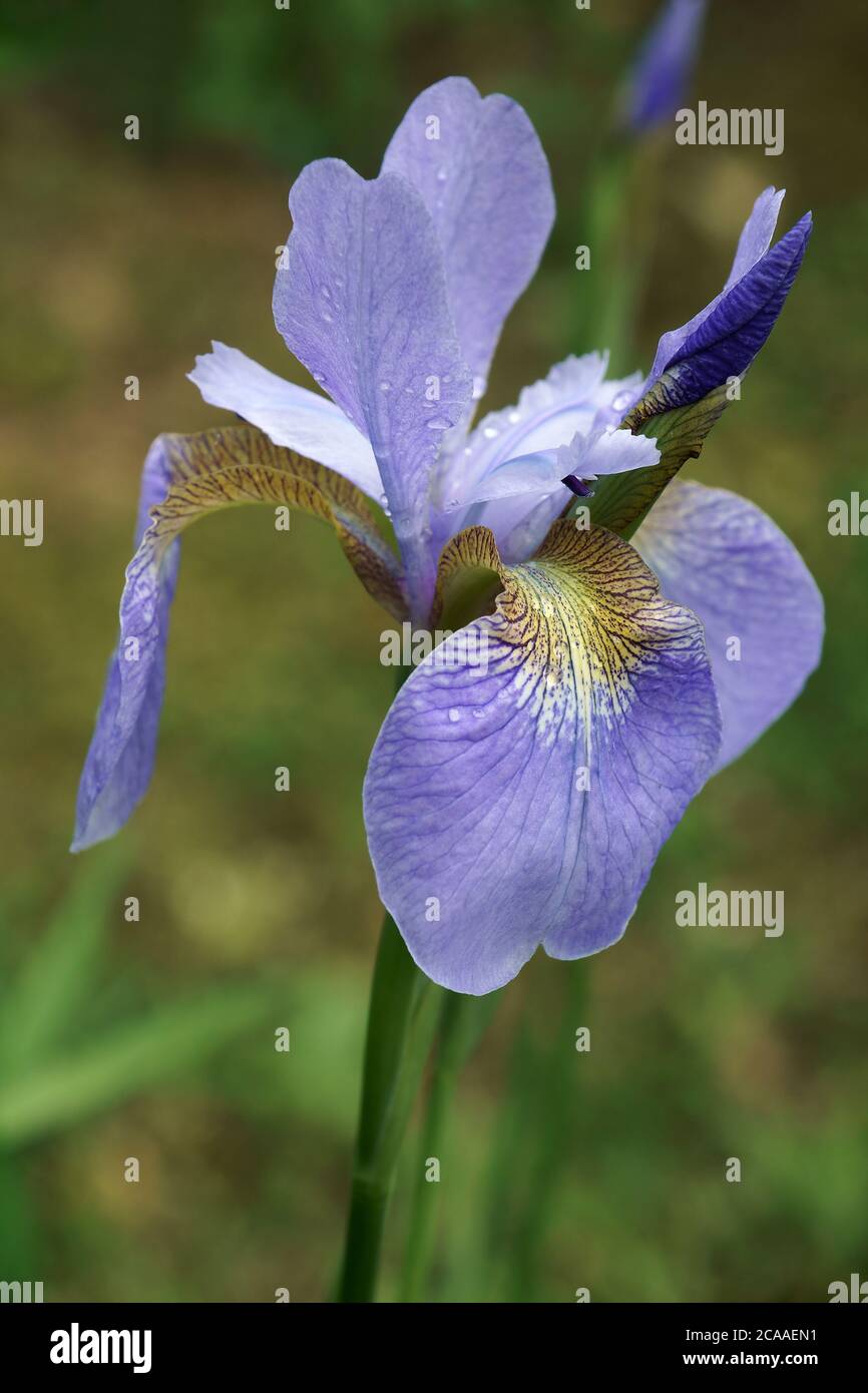 Iris siberiano (Iris sibirica) Foto Stock