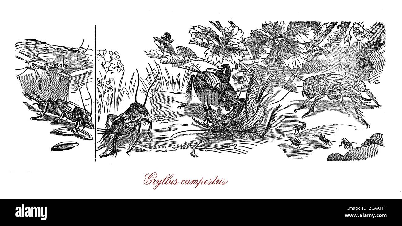 Gryllus campestris o cricket di campo è un insetto scuro flightless che vive in prateria asciutta, stridge durante il giorno e la prima parte della notte per attrarre le femmine. Considerato una specie in pericolo. Foto Stock