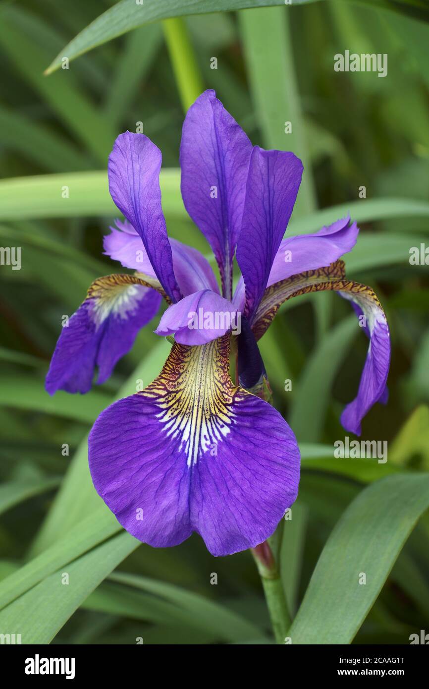 Iris siberiano (Iris sibirica) Foto Stock